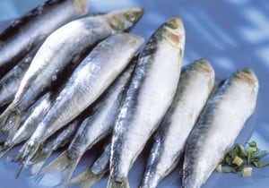 Sardinas